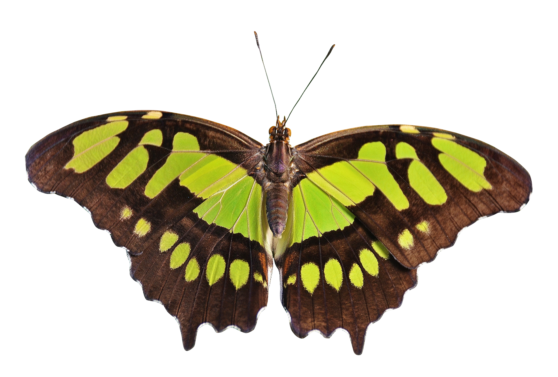 Butterfly Flying Free PNG HQ PNG Image