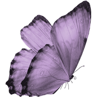 Download Butterfly Free PNG photo images and clipart | FreePNGImg