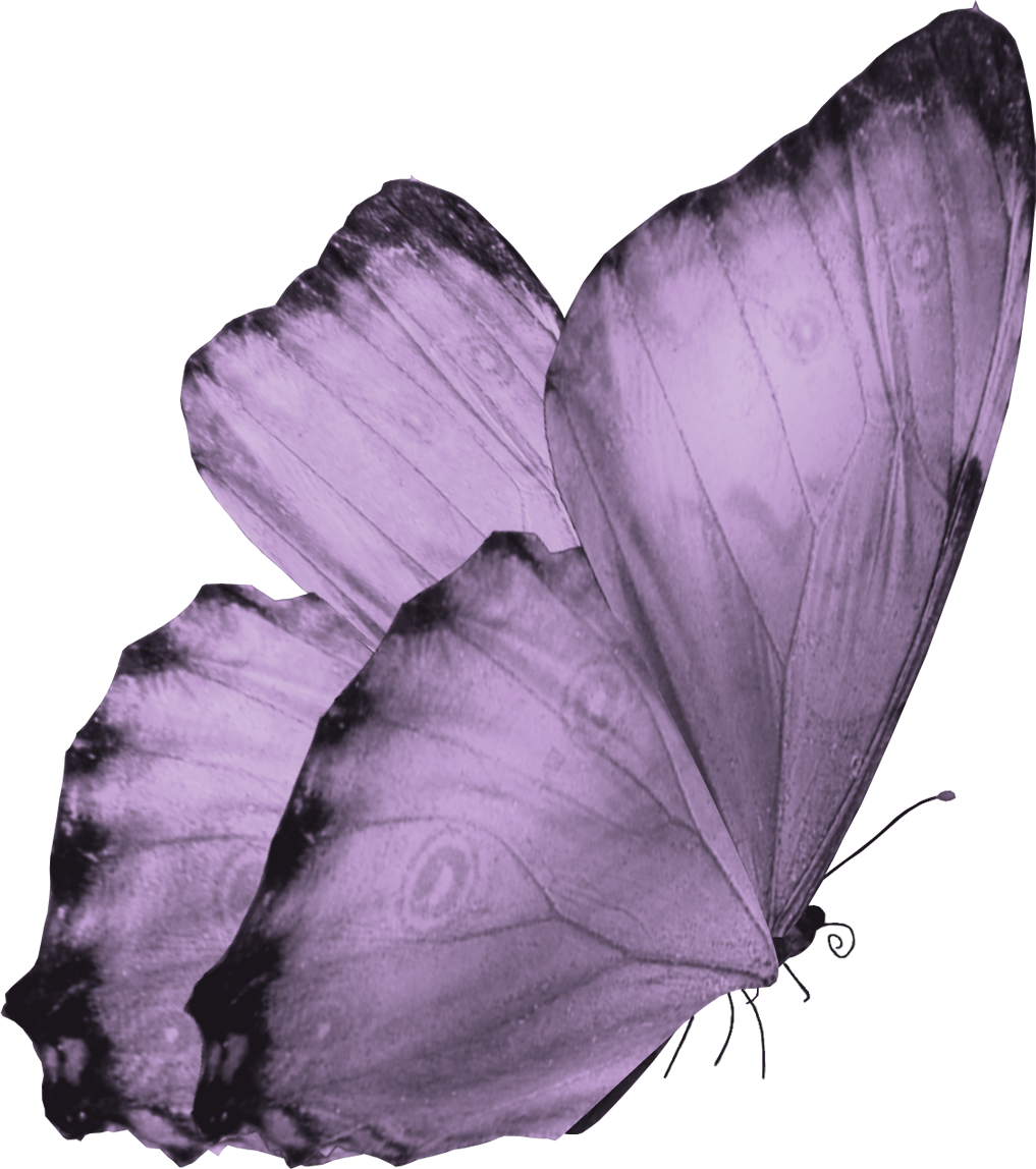 Butterfly Flying Free HQ Image PNG Image