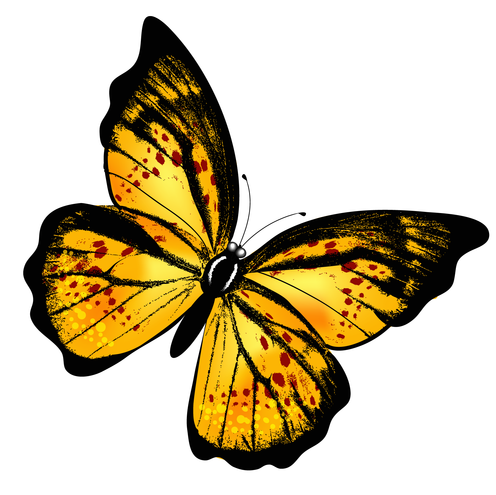 Butterfly Photos Flying Free Transparent Image HQ PNG Image