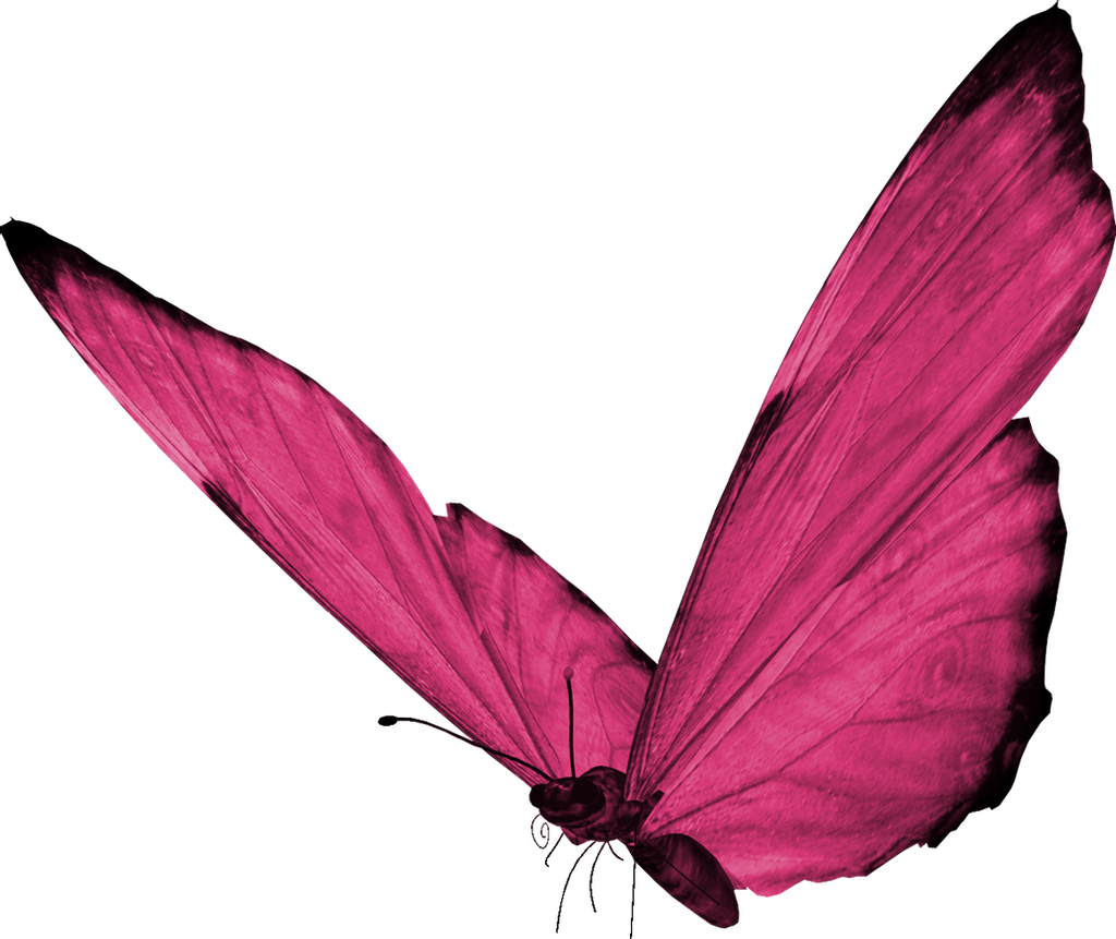 Pink Butterfly Free Download PNG HD PNG Image
