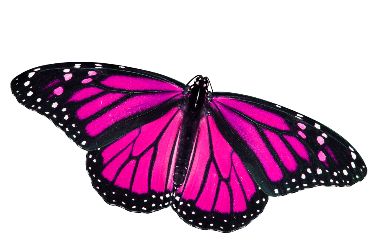 Pink Butterfly Free Download Image PNG Image
