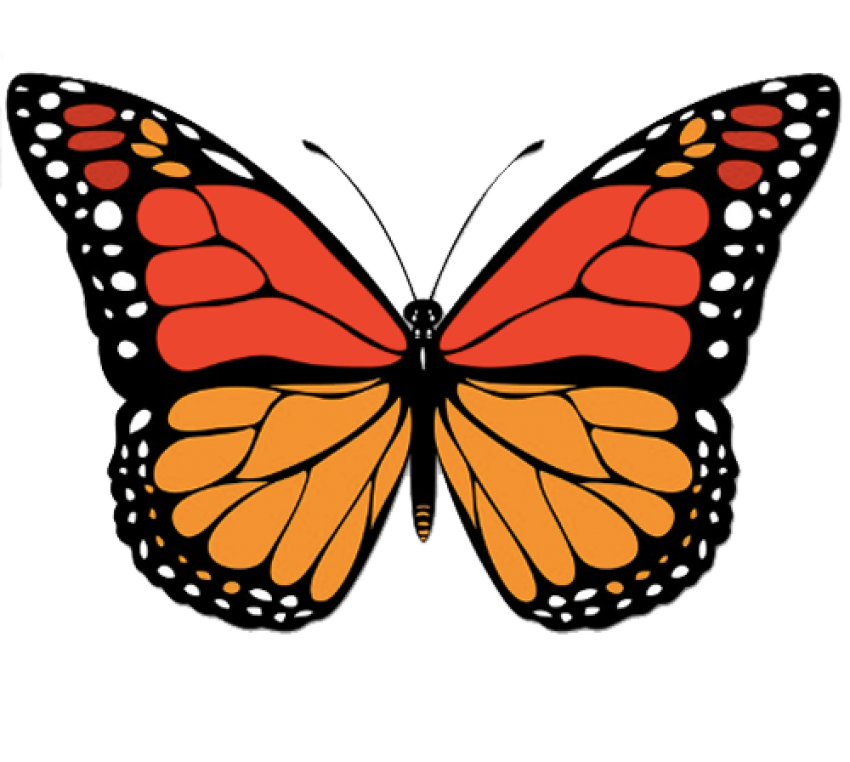 Butterfly Vector Free Download PNG HQ PNG Image