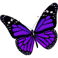 Purple Butterfly Png Image PNG Image