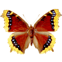 Download Butterfly Free PNG photo images and clipart | FreePNGImg