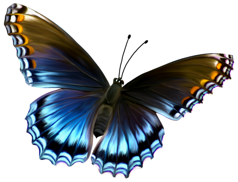 Amazing Butterfly PNG Image