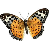 Download Butterfly Free PNG photo images and clipart | FreePNGImg