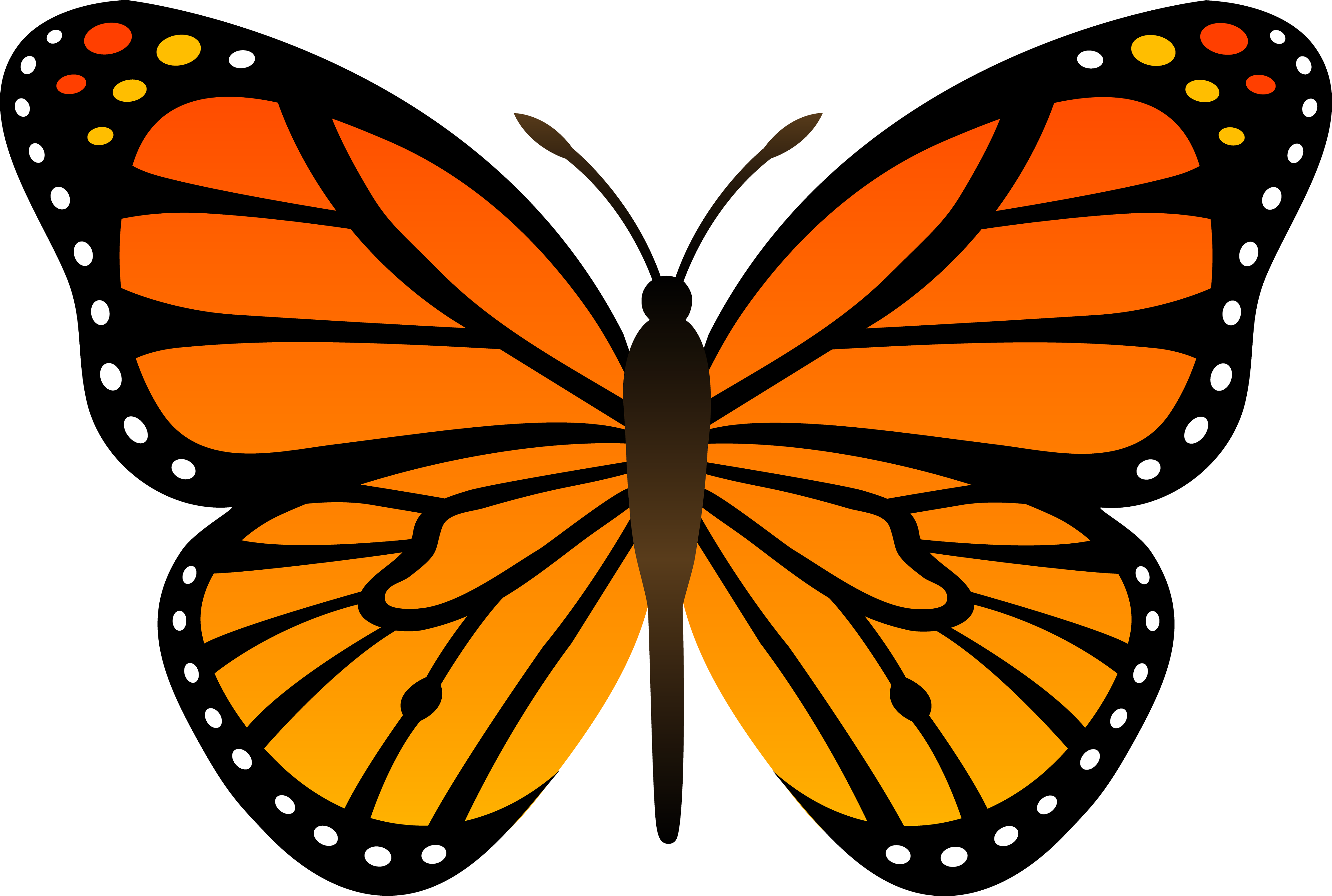 Cartoon Butterfly PNG Image