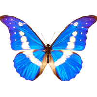 Download Butterfly Free PNG photo images and clipart | FreePNGImg