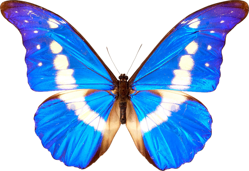 Butterfly Transparent PNG Image
