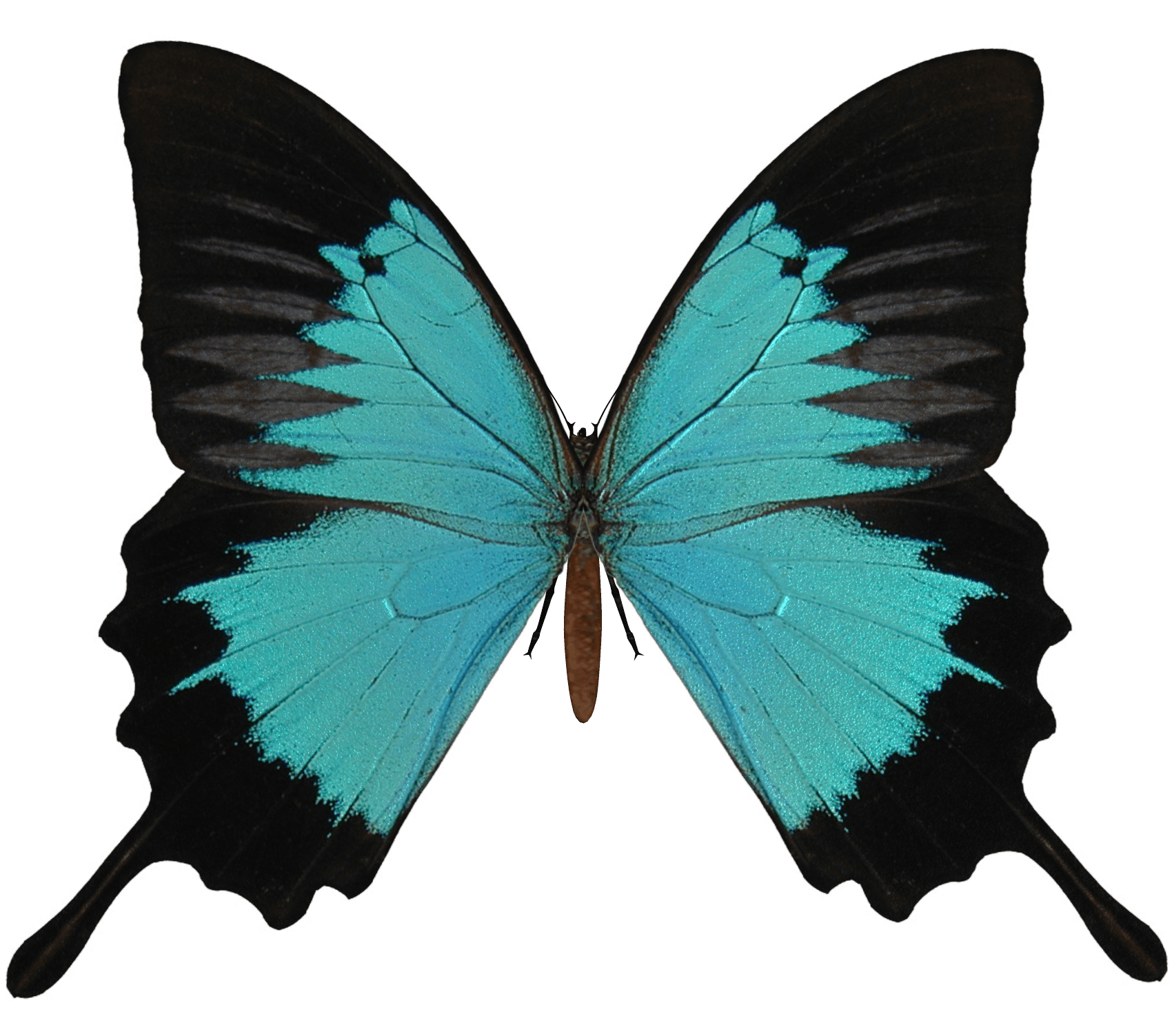 Download Butterfly Png Image HQ PNG Image | FreePNGImg