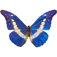 Download Butterfly Free PNG photo images and clipart | FreePNGImg