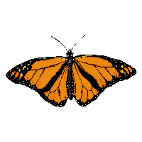 Butterfly Png Image