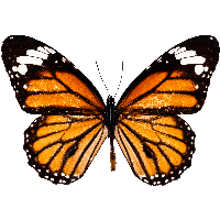 Butterfly Png Image PNG Image