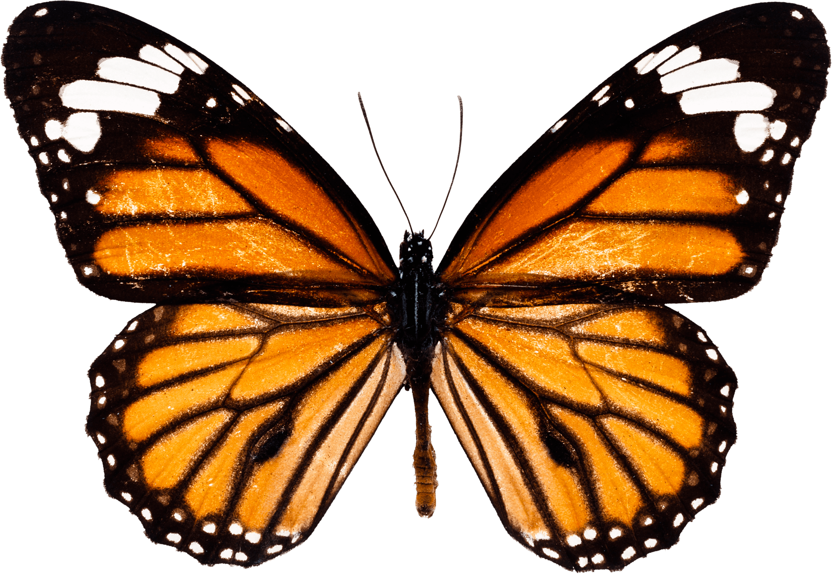 31-butterfly-png-image.png