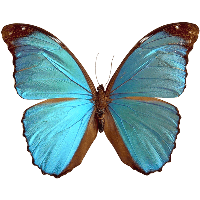 Purple Butterfly Png Image Transparent HQ PNG Download | FreePNGimg