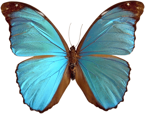 Download Blue Butterfly Png Image HQ PNG Image | FreePNGImg