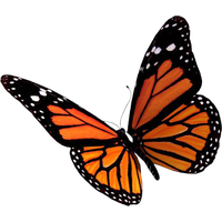 Download Butterfly Free PNG photo images and clipart | FreePNGImg