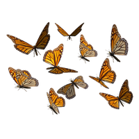 Download Butterfly Free PNG photo images and clipart | FreePNGImg