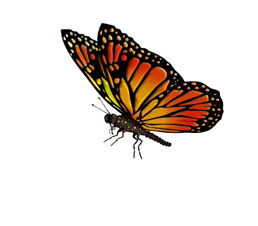 Flying Butterflies Transparent PNG Image