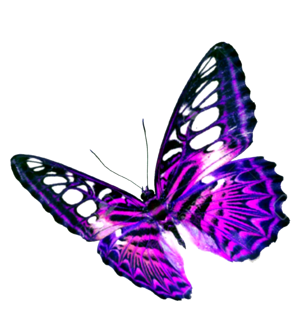 Download Purple Butterfly Transparent Background HQ PNG Image | FreePNGImg