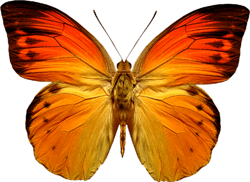 Orange Butterfly Png Image Butterflies Download PNG Image