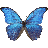 Butterfly Png Image