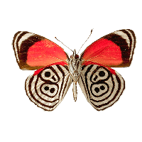 Search Results Butterfly Free PNG photo images and clipart | FreePNGImg