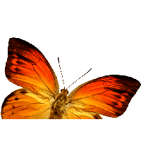 Orange Butterfly Png Image Butterflies Download PNG