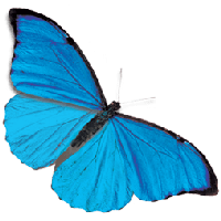 Search Results Butterfly Free PNG photo images and clipart | FreePNGImg