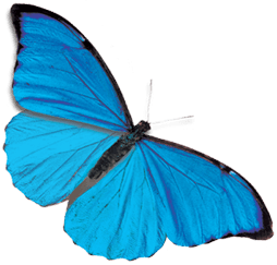 Blue Butterfly Png Image PNG Image