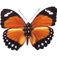 Butterfly Png Image PNG