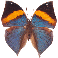 Butterfly Png Image PNG