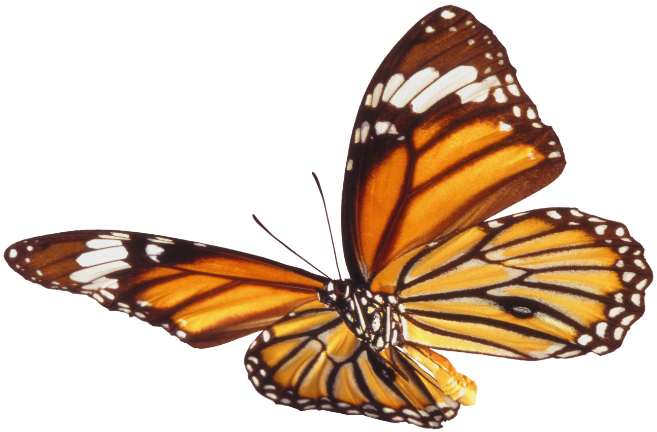 Картинки на прозрачном фоне разное. Бабочка летит. Летающие бабочки на прозрачном фоне. Бабочки летают на белом фоне. Бабочки на белом фоне реалистичные.