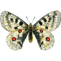 Search Results Butterfly Free PNG photo images and clipart | FreePNGImg