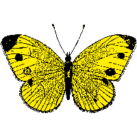 Download Butterfly Free PNG photo images and clipart | FreePNGImg