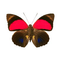 Butterfly Png Image