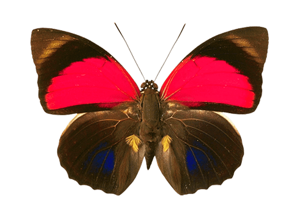 Butterfly Png Image Transparent PNG Image