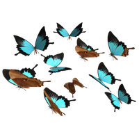 Download Butterfly Free PNG photo images and clipart | FreePNGImg