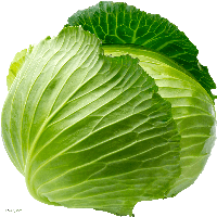 Cabbage Png Image PNG Image