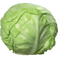 Cabbage Png Image PNG Image