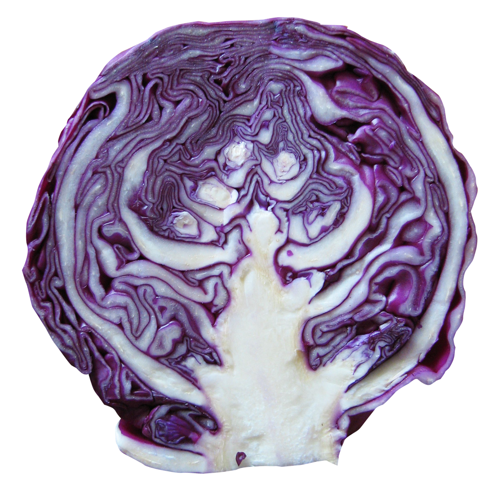 Purple Cabbage Half Free HQ Image PNG Image
