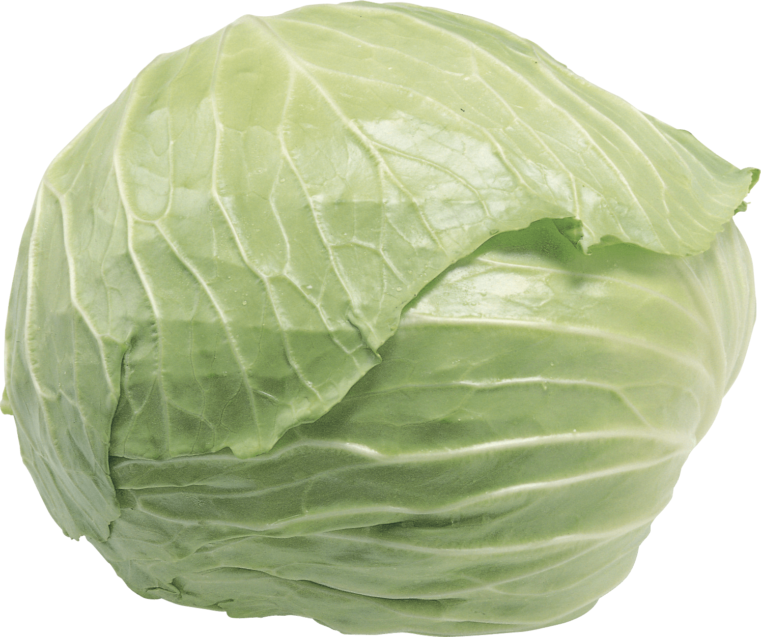 Cabbage Png Image Transparent PNG Image