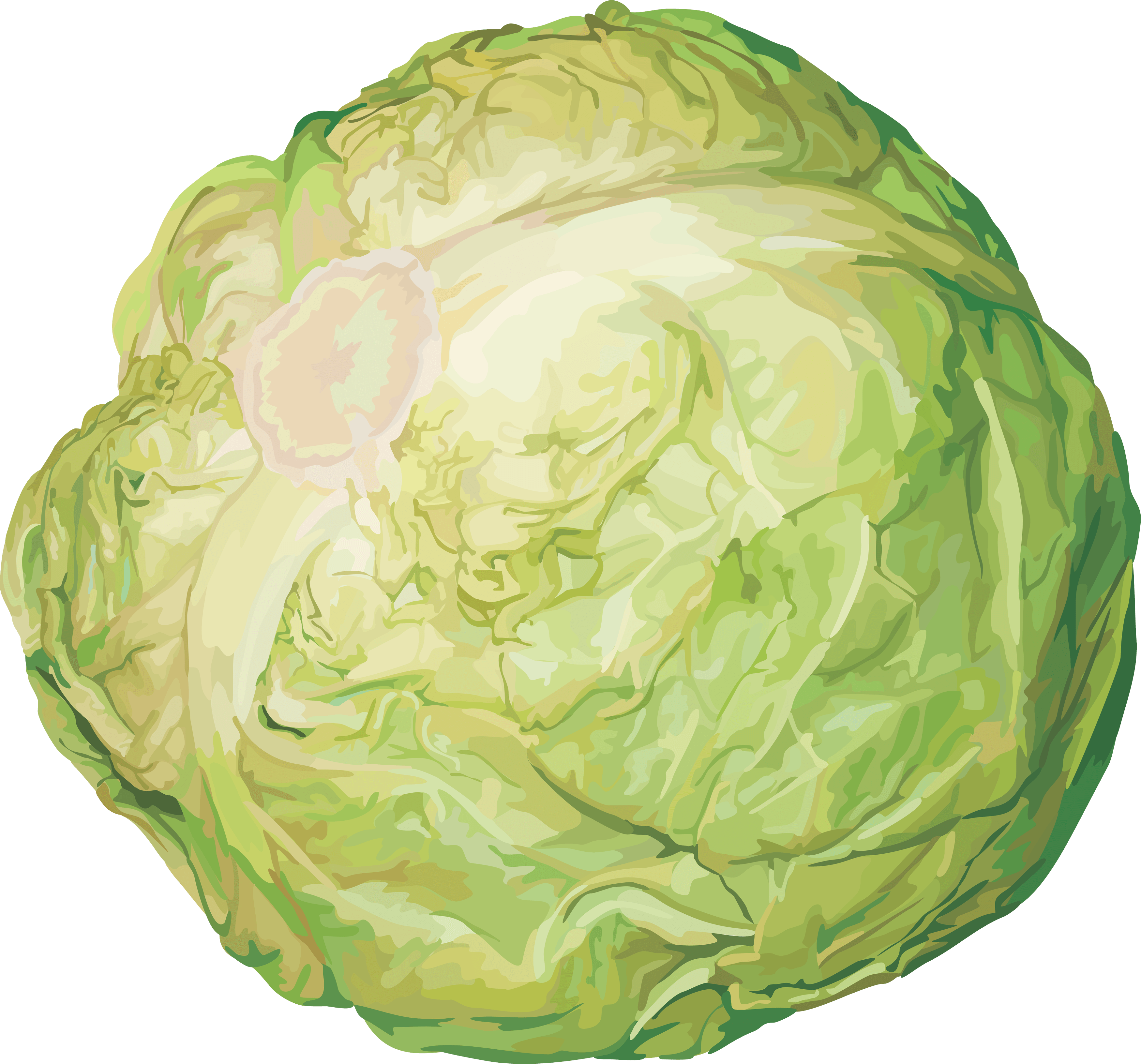 Cabbage Png Image Transparent PNG Image