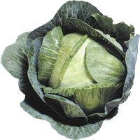 Cabbage Png Image Transparent PNG Image