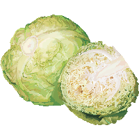 Cabbage Clip Art Transparent HQ PNG Download | FreePNGImg