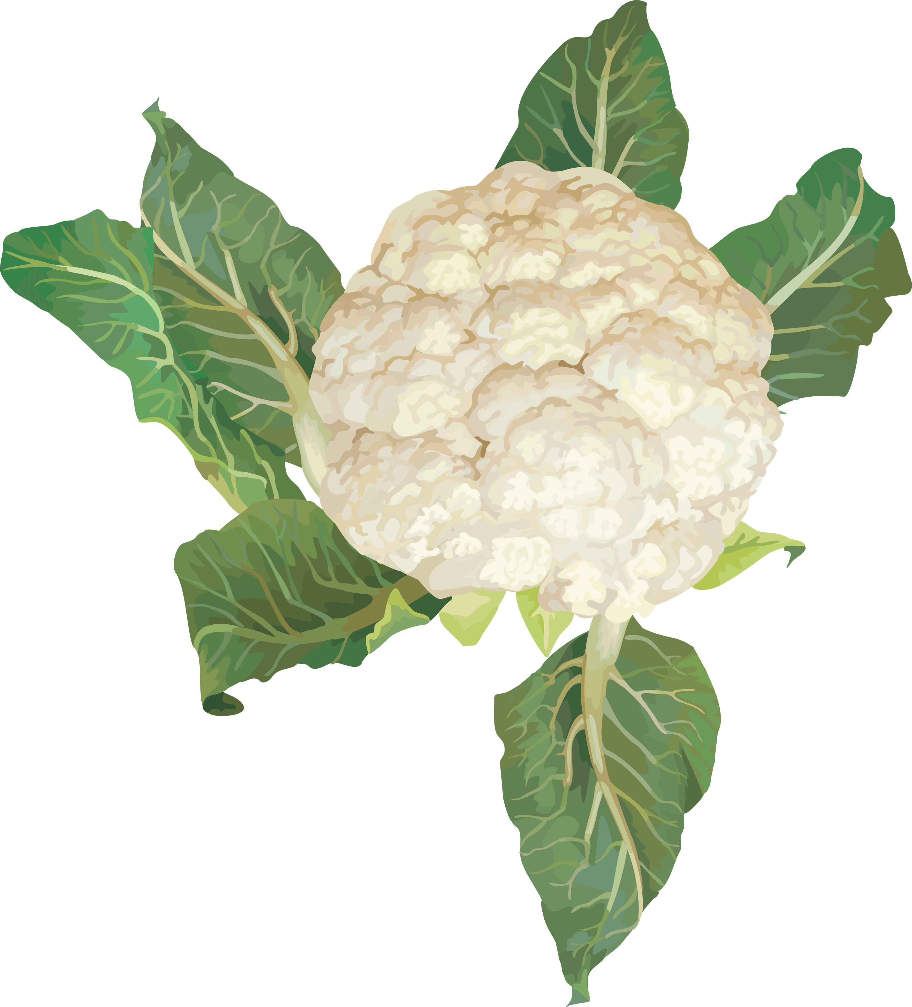 Cauliflower Png Image Transparent PNG Image