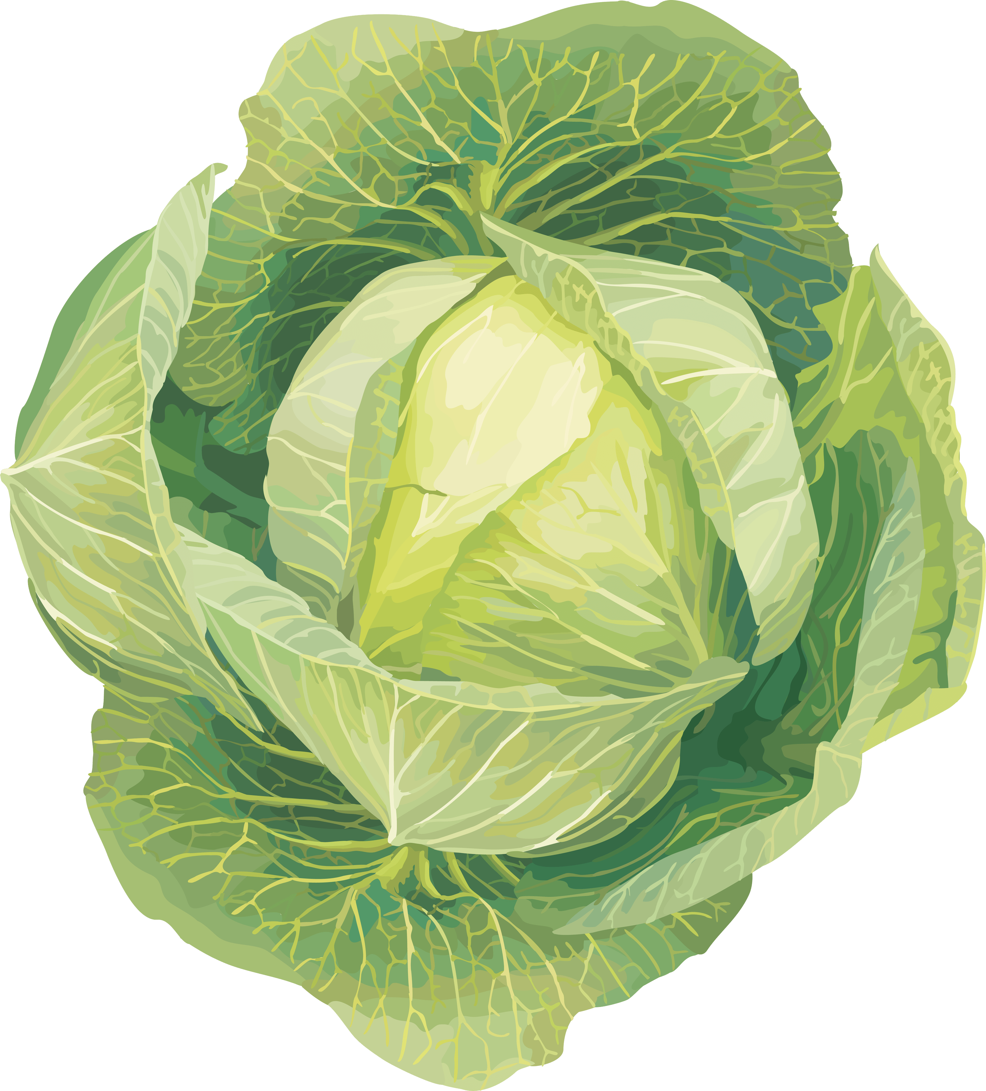 Cabbage Png Image Transparent PNG Image