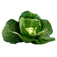 Cabbage Png Image Transparent PNG Image