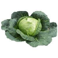 Cabbage Png Image PNG Image